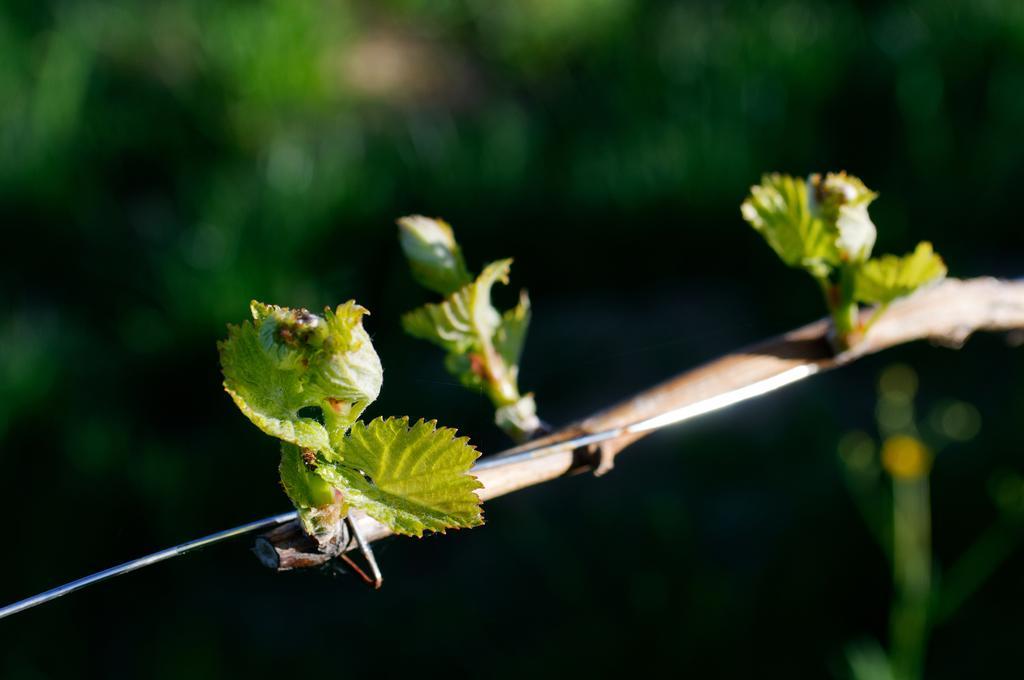Weingut Winzerzimmer Rothschaedl Leutschach Bagian luar foto